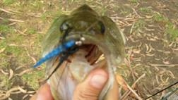 Bellas, bellas y sobre todo bien pescadoras!!! Bellas, bellas y sobre todo bien pescadoras!!!