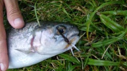 Bellas, bellas y sobre todo bien pescadoras!!! Bellas, bellas y sobre todo bien pescadoras!!!