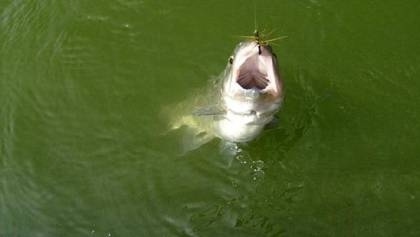 Bellas, bellas y sobre todo bien pescadoras!!! Bellas, bellas y sobre todo bien pescadoras!!!