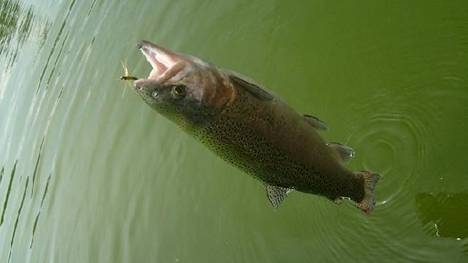 Bellas, bellas y sobre todo bien pescadoras!!! Bellas, bellas y sobre todo bien pescadoras!!!