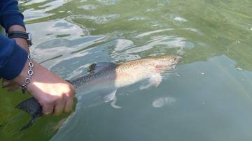 ...Entre hormigas, cocodrilos y ronquidos!!