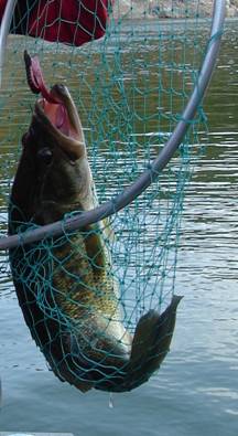 Lombrices, lombrices y mas lombrices