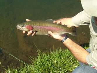 En busca de los machos, en Rancho El Pedregal