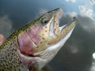 En busca de los machos, en Rancho El Pedregal