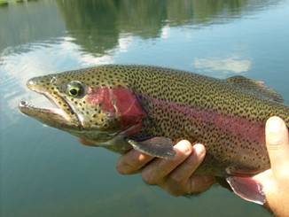 En busca de los machos, en Rancho El Pedregal