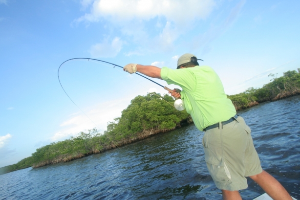 Puma peleando un sabalo baby tarpon