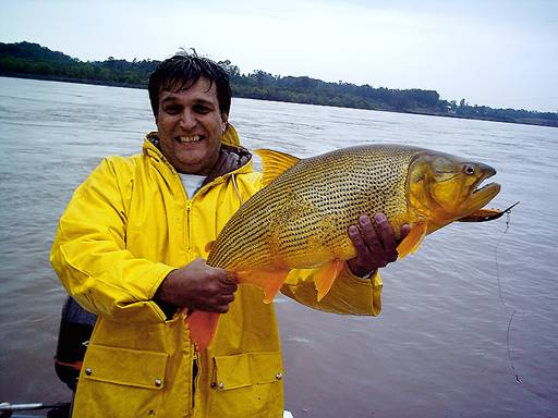 Dorados en Uruguay