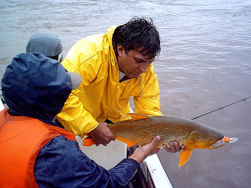 Dorados en Uruguay