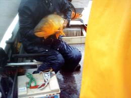 Dorados en Uruguay