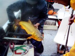 Dorados en Uruguay