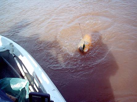Dorados en Uruguay