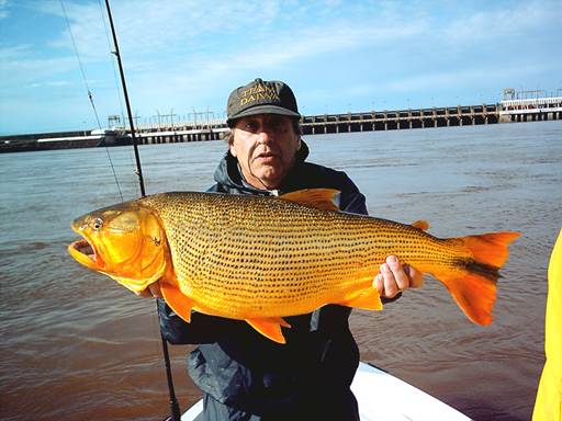 Dorados en Uruguay