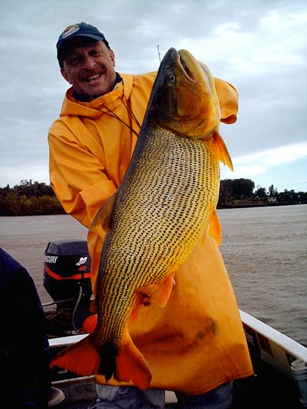 Dorados en Uruguay