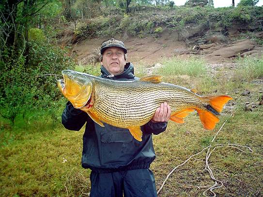 Dorados en Uruguay