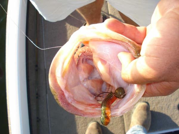 pro_angler_1_9812.jpg