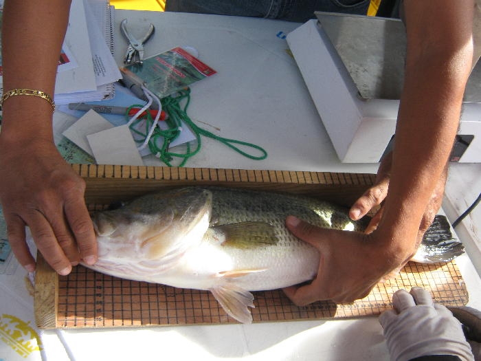 golon Yosocuta Big Bass