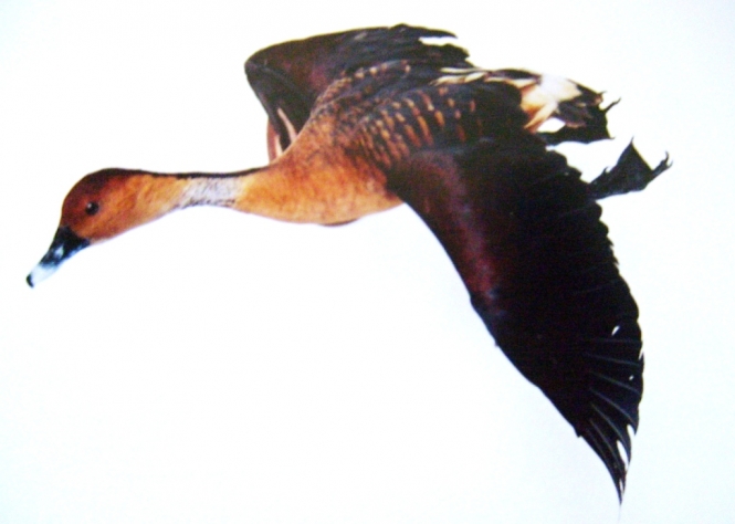 Taxidermia venado plumas aves peces