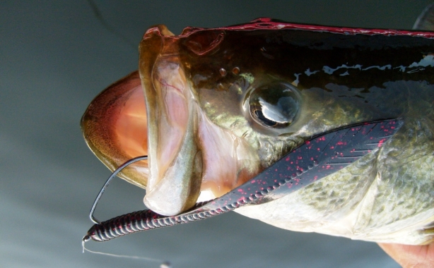 spear worm lobina