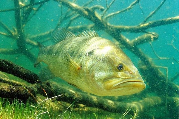 lobina foto subacuatica