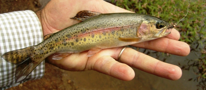 trucha silvestre arcoiris