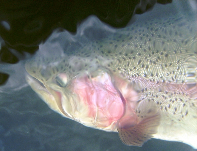 trucha arcoiris silvestre salvaje