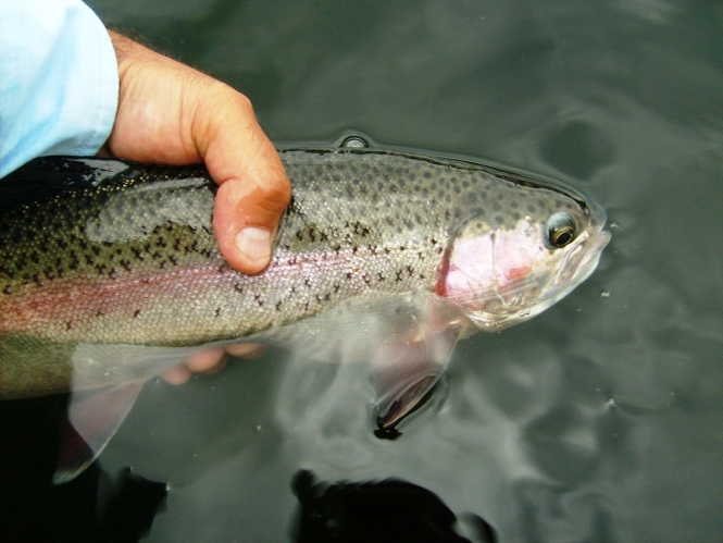 C&R trucha arcoiris silvestre salvaje