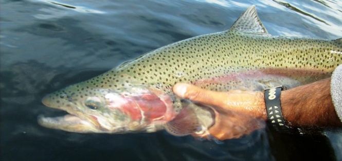 C&R trucha arcoiris silvestre salvaje