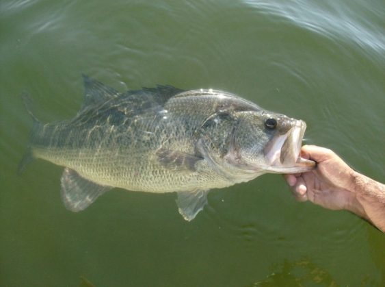 lobina golon Aguamilpa