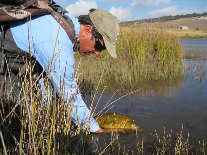 Pescando Carpas con mosca Luis Vargas