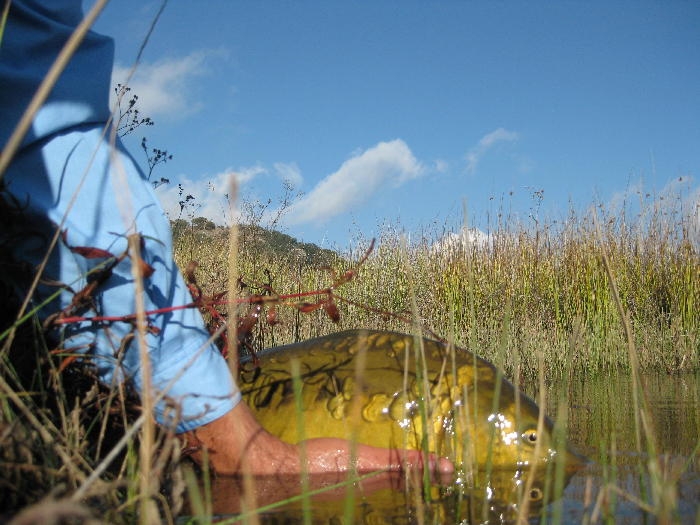 Pescando Carpas con mosca Luis Vargas
