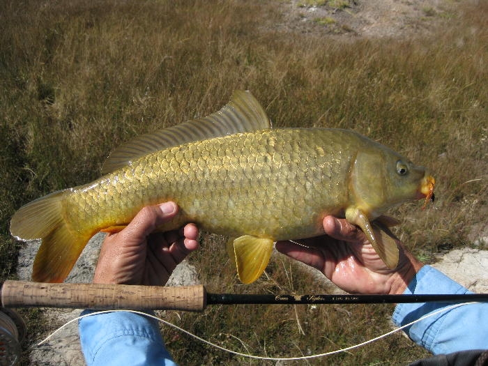 Pescando Carpas con mosca Luis Vargas