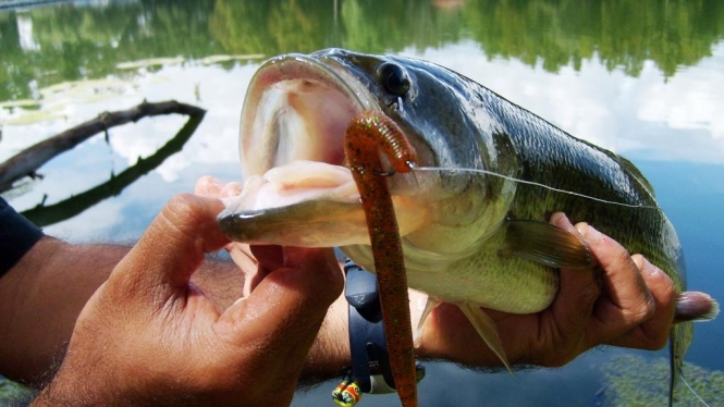 Lobina pescada con senko