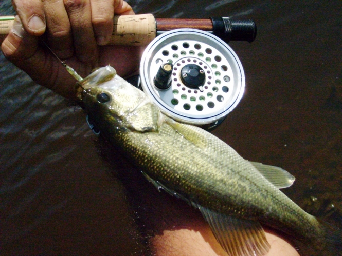 lobina pescada con mosca