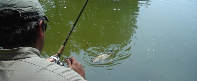 Pescando de orilla lobinas