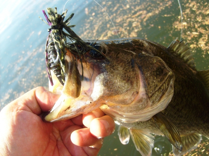 V&M  Super High Tail