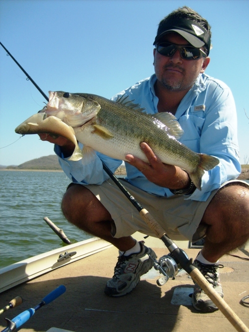 Swimbait Samy the fish
