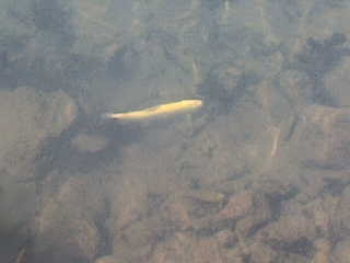 dsc00460_7210.jpg dsc00460_7210.jpg