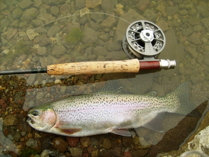 Trucha arcoiris silvestre