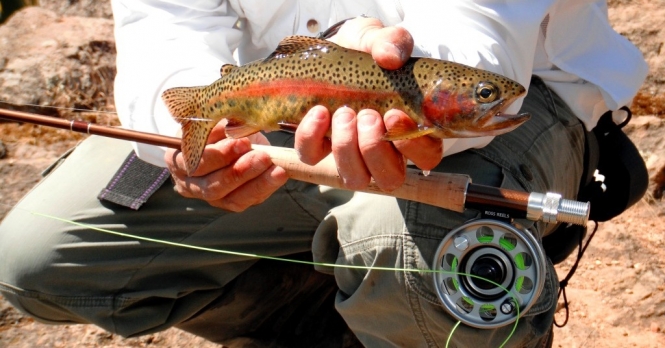 Ross Reels RX