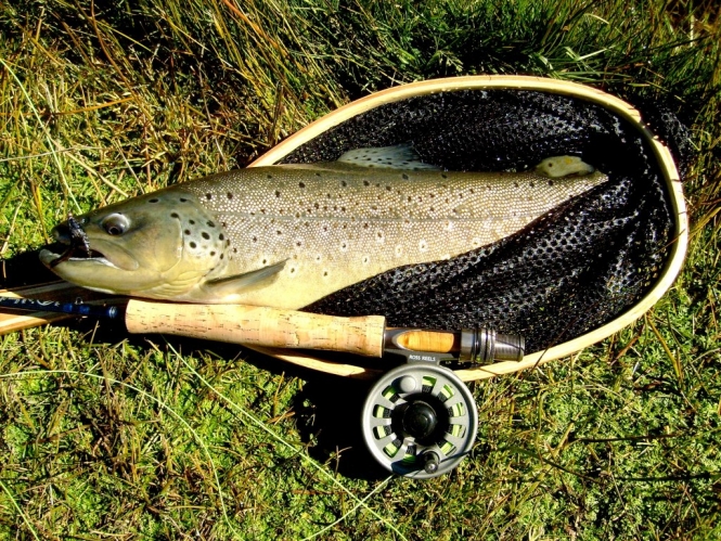 leech ardilla squirrel Anglers