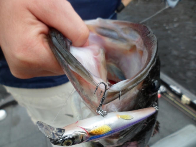 yaisa corrales donde pescar jerk bait anglers bass house 