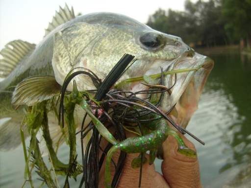 lobina jig lobina jig