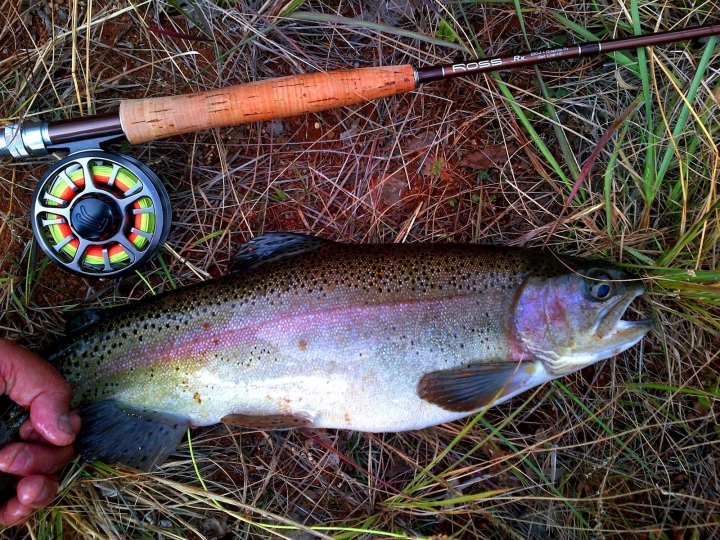 Echo Ross Reels Anglers tienda DF Loop atado atar fly fishing flyfishing floating flotante sinking trucha arcoiris carpa lobina  hundimiento engaño ejemplar trofeo caña carrete cañay carrete large arbor Midge lugares fondo agua trucha sábalo lobina carpa tippet tipett tippet líder leader clinch lanzamiento lanzar atrapar regresar bonefish tarpon permit mosca moscas dragonfly stonefly vise stonefly  hocico línea lneas sage Orvis thomas gloomis Anglers foam marabou sadle hackle biots pelo pluma atando