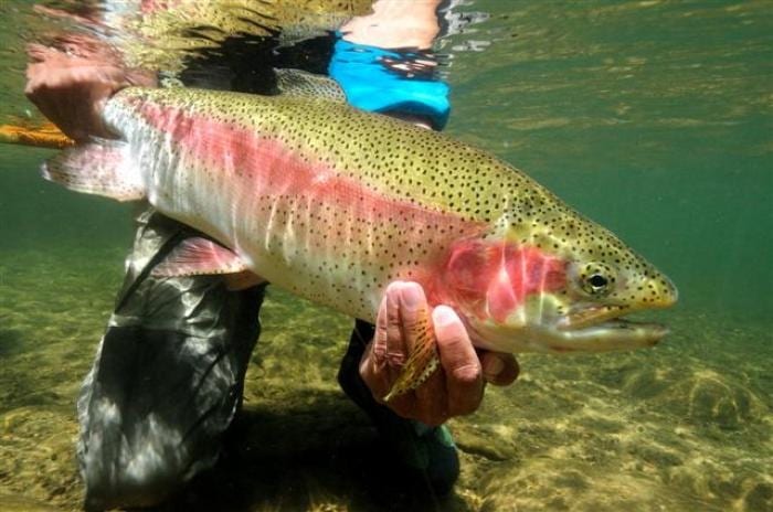 4°Torneo Nocturno de pesca con Mosca, Chignahuapan