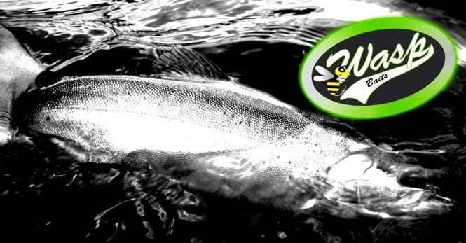 WASP BAITS, los mejores plásticos para Lobina y Trucha 100% MX