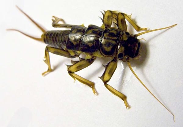 Atando Dragonfly y Stonefly con MFC