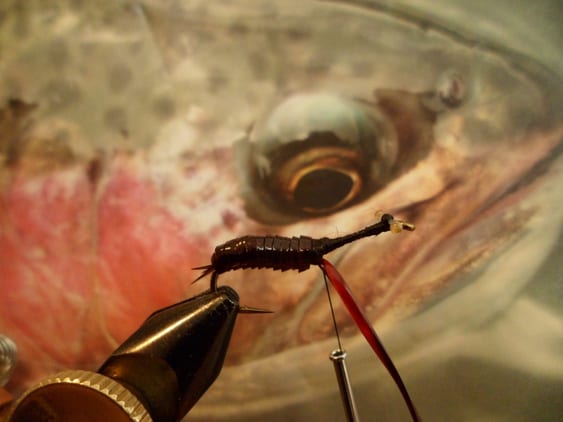 Atando Dragonfly y Stonefly con MFC