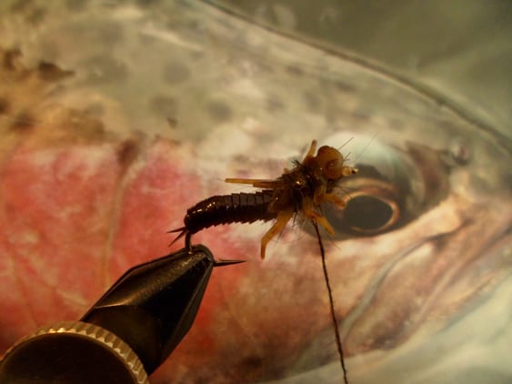 Atando Dragonfly y Stonefly con MFC