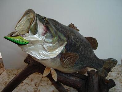 Servicio Profesional de Taxidermia