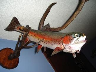 Servicio Profesional de Taxidermia